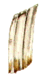 Tooth (rat).