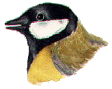 Great tit.