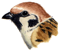 Tree sparrow.