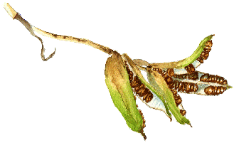 Seed pods of yellow flag iris.