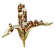 Open seed pod of yellow flag iris.