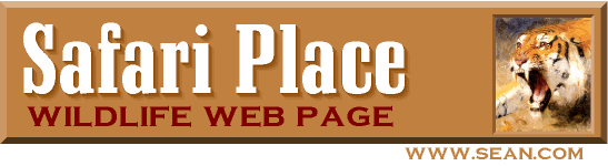 Sean's Place